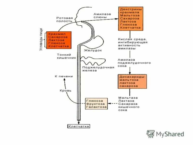 Крахмал начинает расщепляться в ротовой полости. Этапы переваривания гомополисахаридов. Переваривание углеводов биохимия. Схема расщепления углеводов. Расщепление углеводов в ротовой полости.