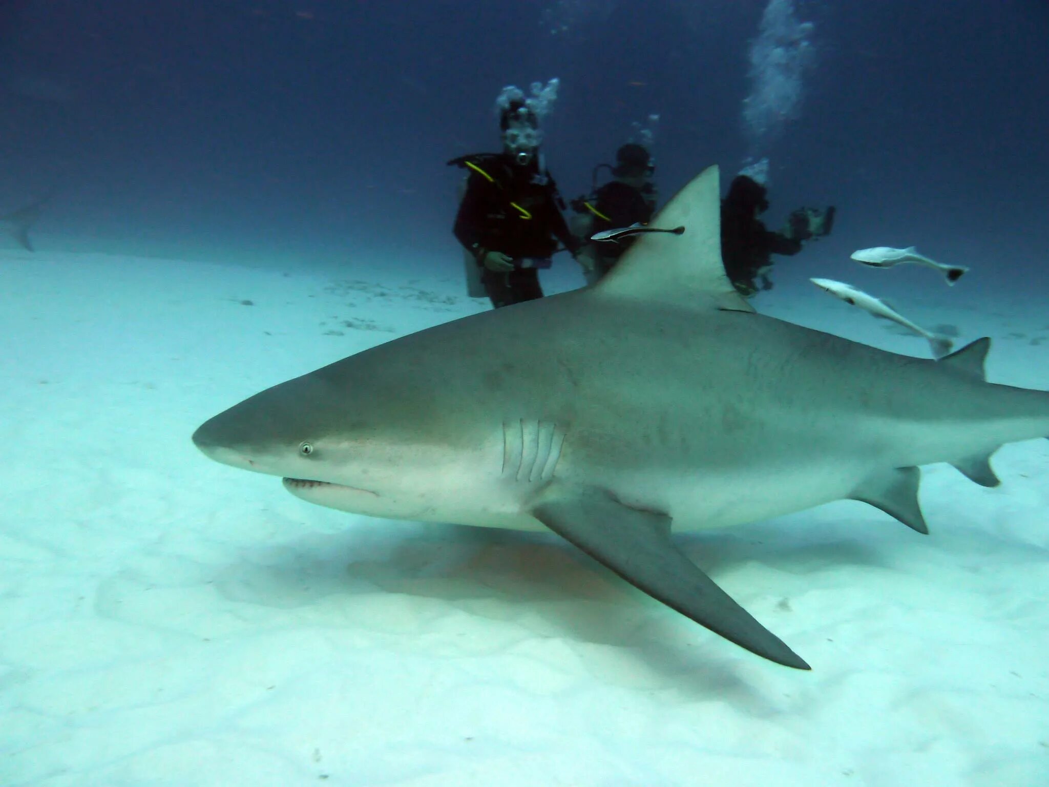 Маврикий акулы. Акулы на Кубе. Маврикий дайвинг акулы. Bull Shark.