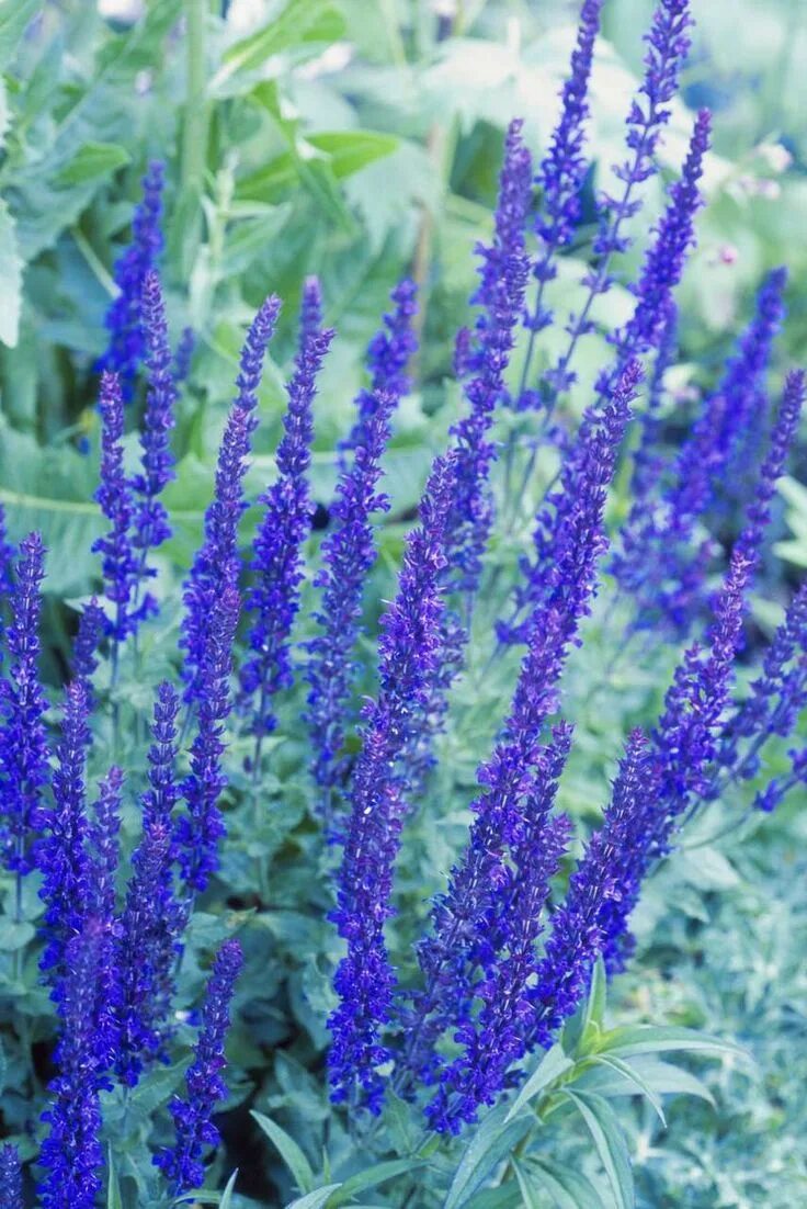Дельфиниум delphinium. Растение длинные фиолетовые цветы. Дельфиниум новозеландский гигант лазурь. Шпорник дельфиниум. Шпорник дельфиниум.
