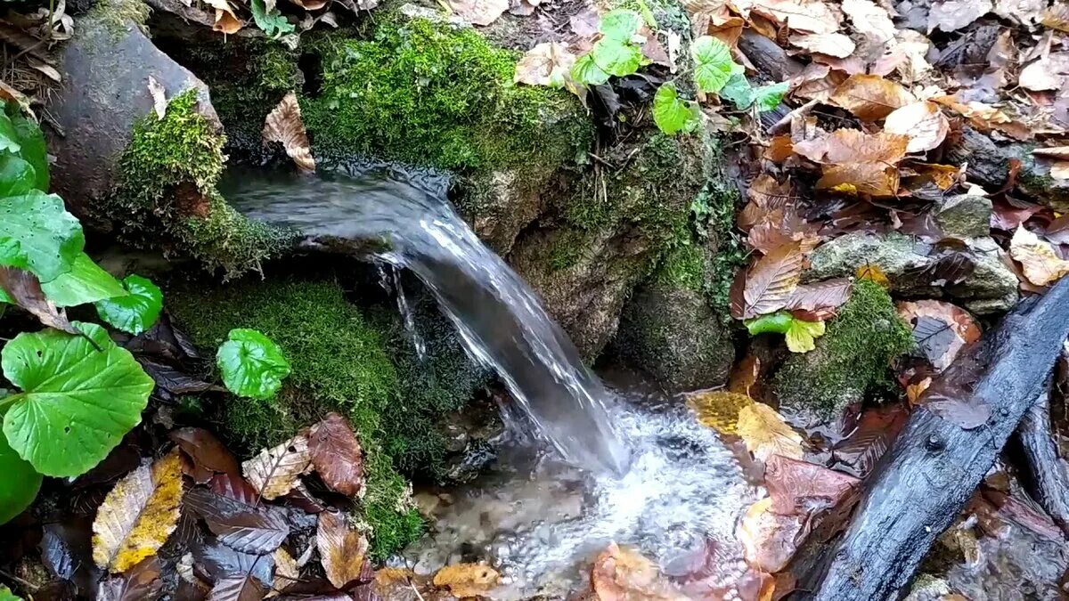 Растительный источник воды