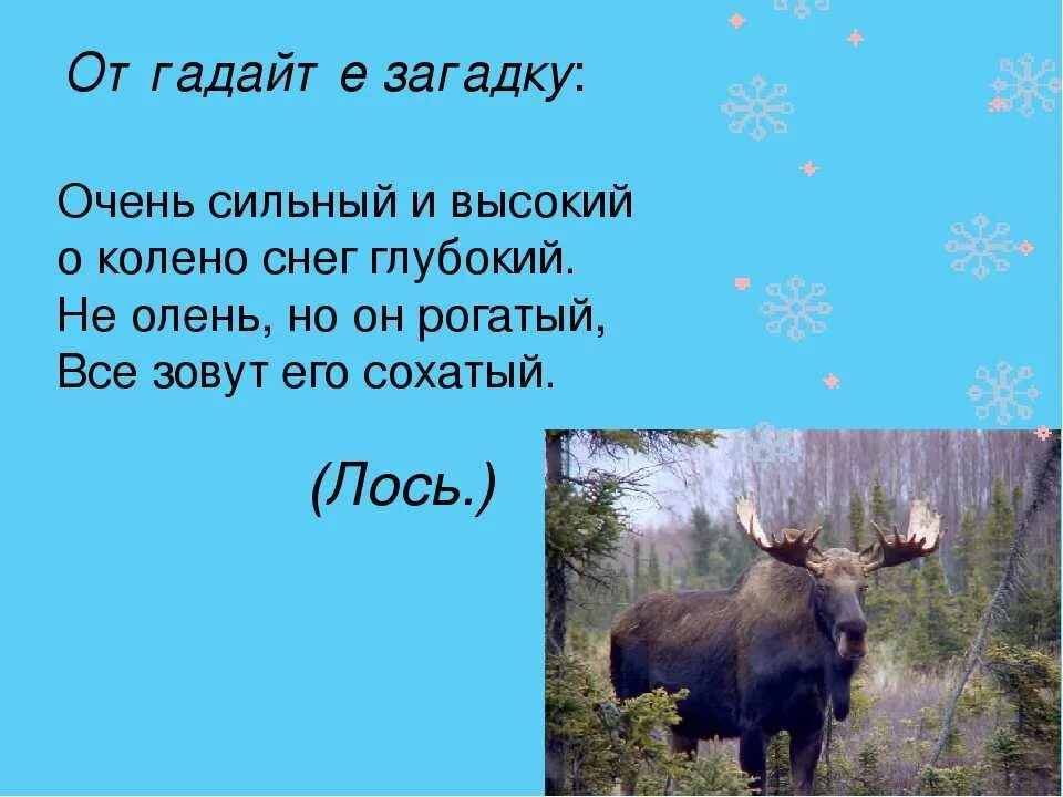 Словосочетание лось. Загадка про лося. Загадка про лося для детей. Загадка про лося для дошкольников. Загадка про оленя.