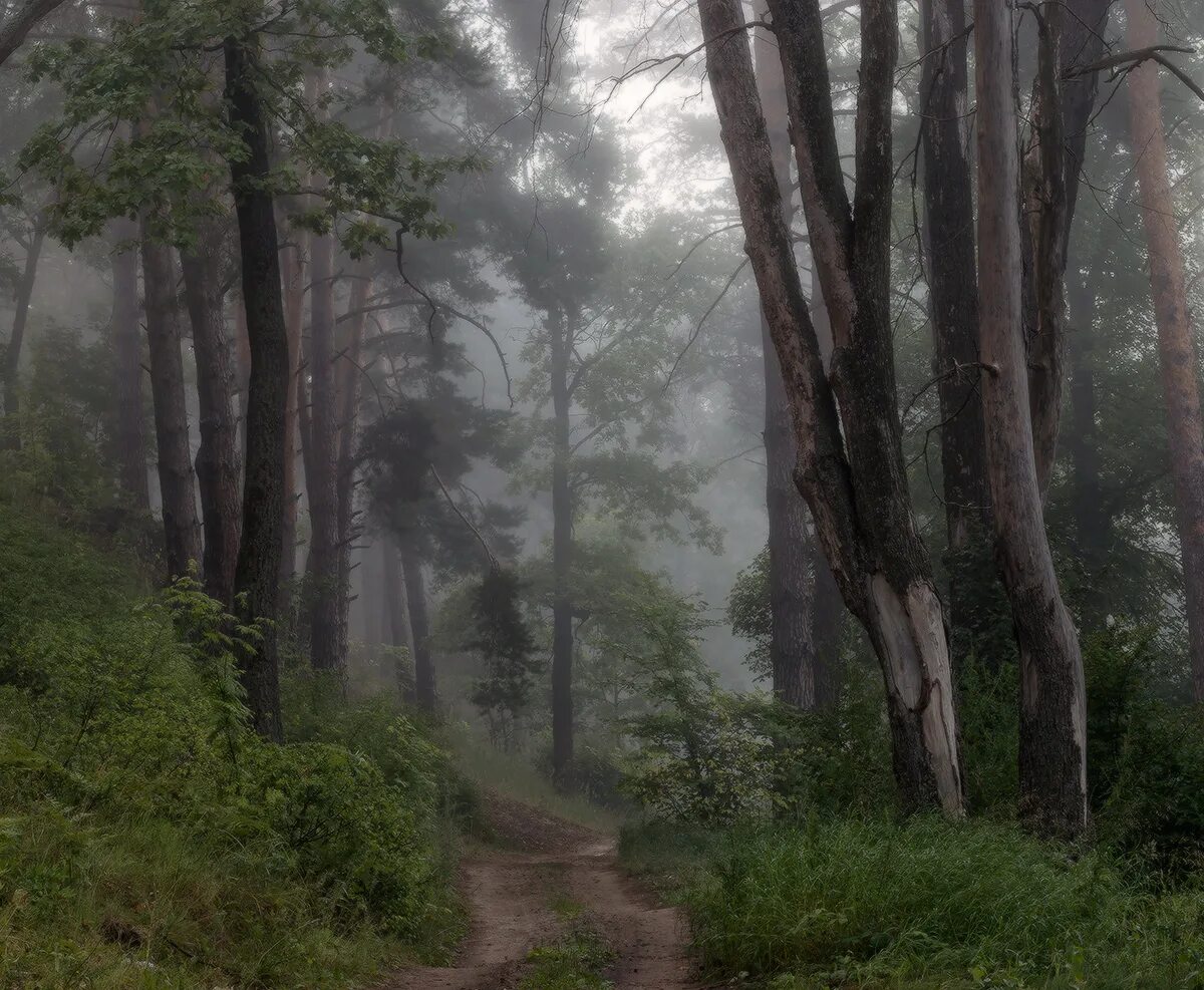 Лес туман лето. Туманное утро в лесу. Летний лес в тумане. Пейзаж леса в тумане. Холодное утро в лесу.