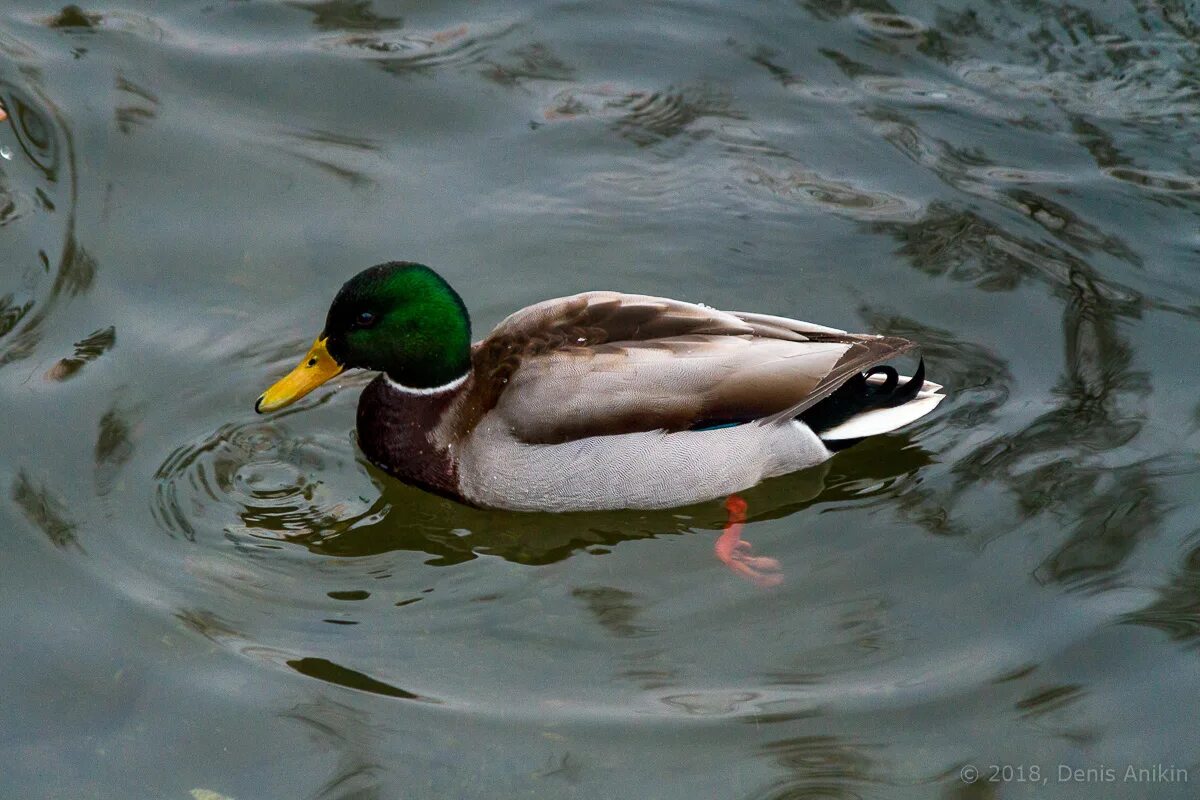 утка с селезнем. утки на воде фото. кряква зимует. утка. утята плавают.