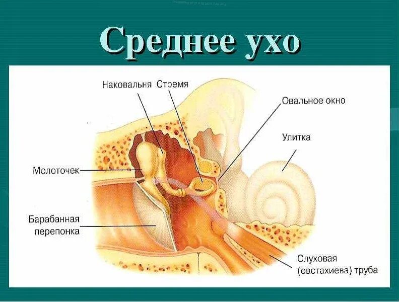 Среднее ухо имеет значение. Строение среднего уха барабанная перепонка. среднее ухо анатомия строение среднего уха. среднее ухо молоточек наковальня и стремечко. анатомическая структура среднего уха.