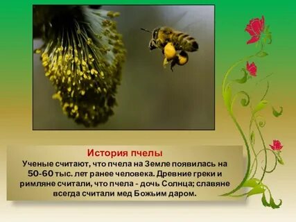 Пчелы 2 разбор