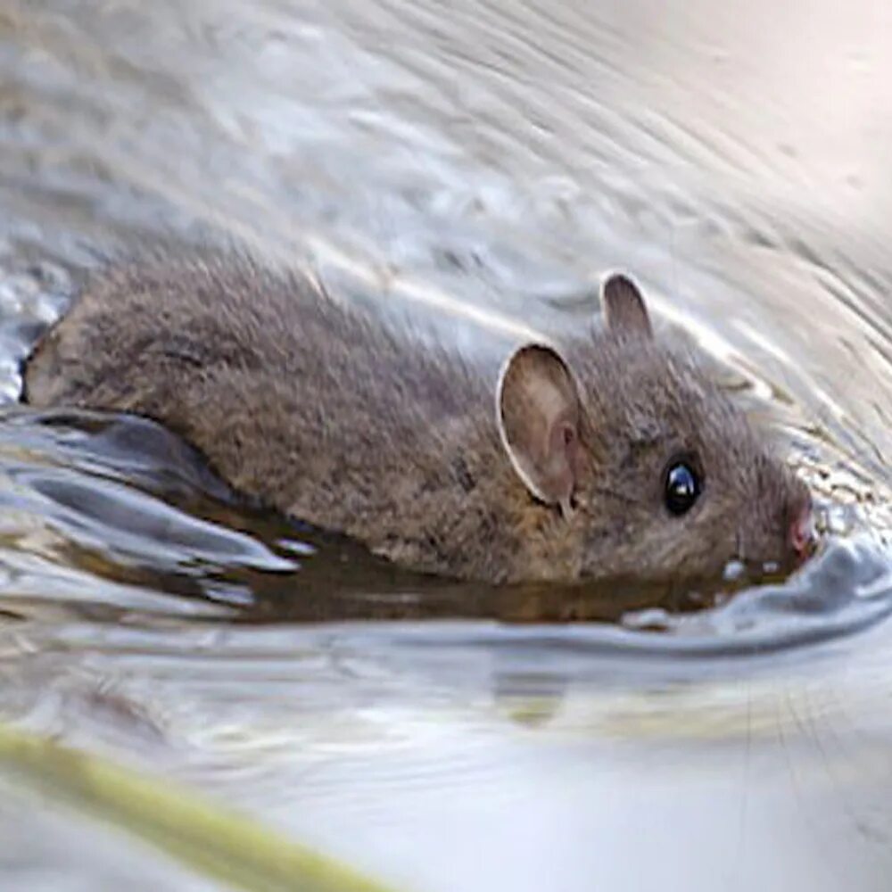 Мышь в воде. Водяная полёвка водяная крыса. Водяная крыса полевка. Крыса полевка ондатра. Водяная крыса ондатра.