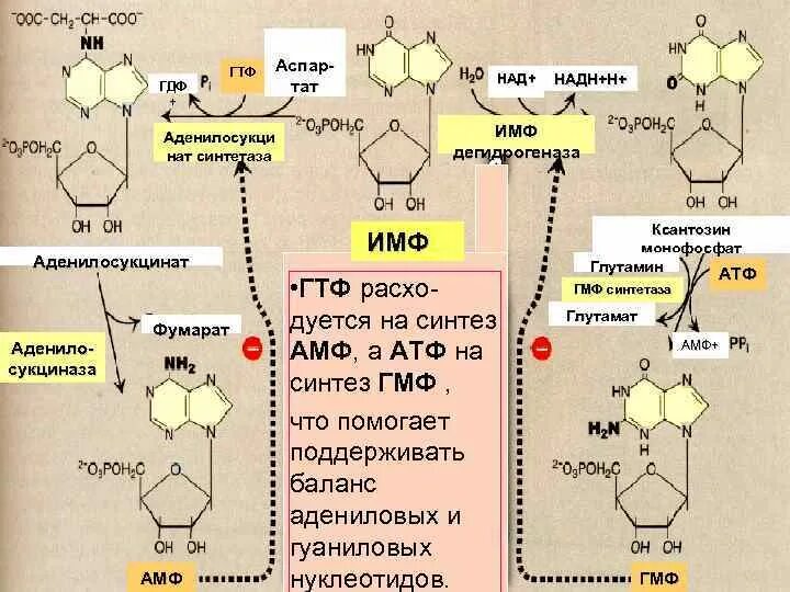 Гуаниновый нуклеотид. ГДФ биохимия. ГДФ. Гуанозинтрифосфат. ИМФ аспартат аденилосукцинат.