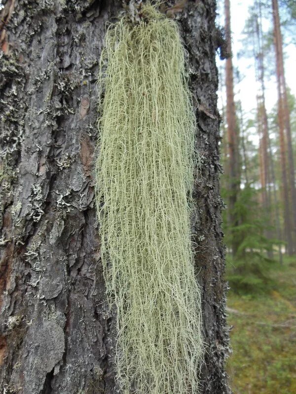 усная. чай консервированный. вкусная россия киров фестиваль. чай в банке. значок бонус.