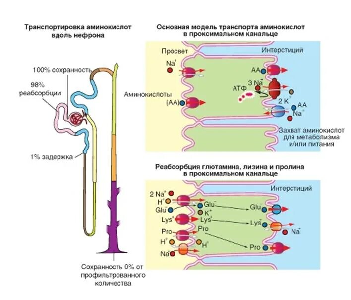 Транспорт белка происходит. Реабсорбция аминокислот в почечных канальцах. Реабсорбция Глюкозы схема. Механизм реабсорбции Глюкозы. Реабсорбция проксимальных извитых канальцев.