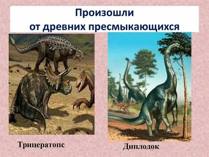 От кого произошли пресмыкающиеся
