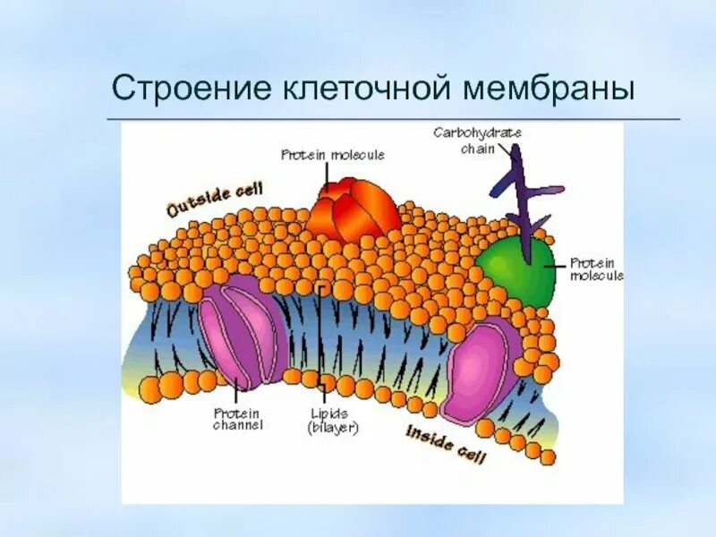 Рисунок оболочки. Строение клеточной мембраны.