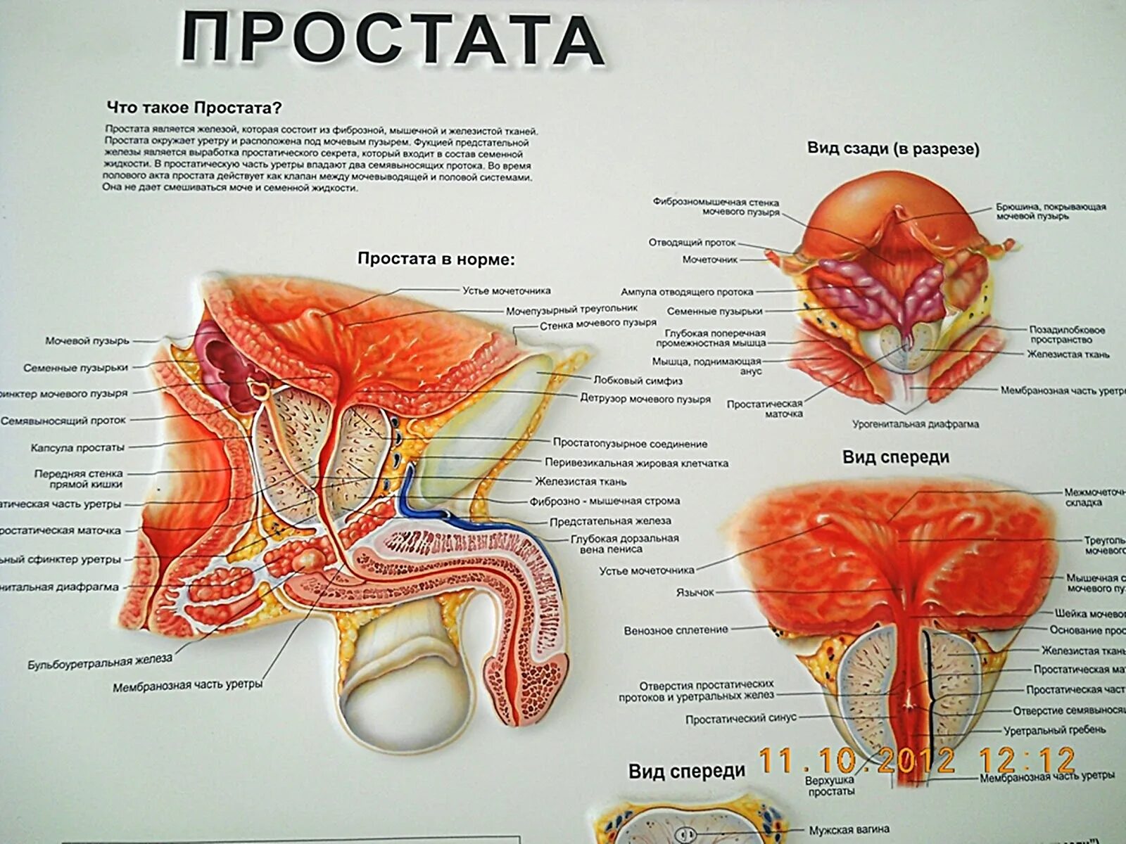 Где находится картинки. Предстательная железа у мужчин. Анатомия человека предстательная железа у мужчины. Строение простаты у мужчин. Простата у мужчин Анат.