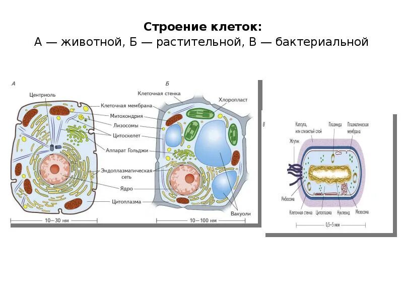 Строение клетки свойства функции. Строение и функции растительной и животной клетки. Структура клетки растения схема. Структура животной растительной и бактериальной клетки. Структура клетки растения и функции.