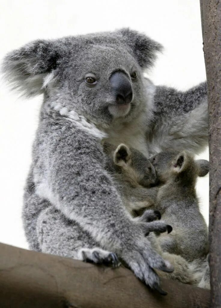 Коалом. Коала сумчатое. Коала сумчатое животное с детенышем. Коала с детенышем. Мишка коала.