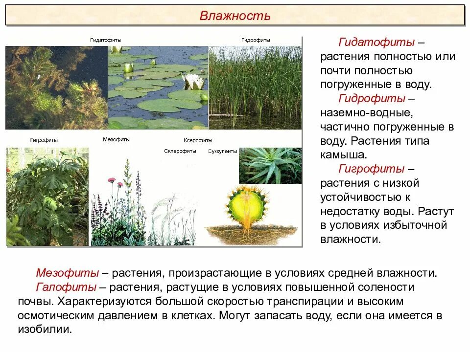 Экологическая группа ксерофиты. Гигрофиты и ксерофиты. Гидатофиты гидрофиты гигрофиты. Ксерофиты и гидрофиты. Гидатофиты гидрофиты гигрофиты мезофиты ксерофиты таблица.