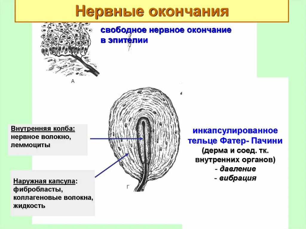 Строение тельца фатера Пачини. Пластинчатое тельце фатера-Пачини строение. Тельца фатера Пачини гистология. Строение свободных нервных окончаний гистология.