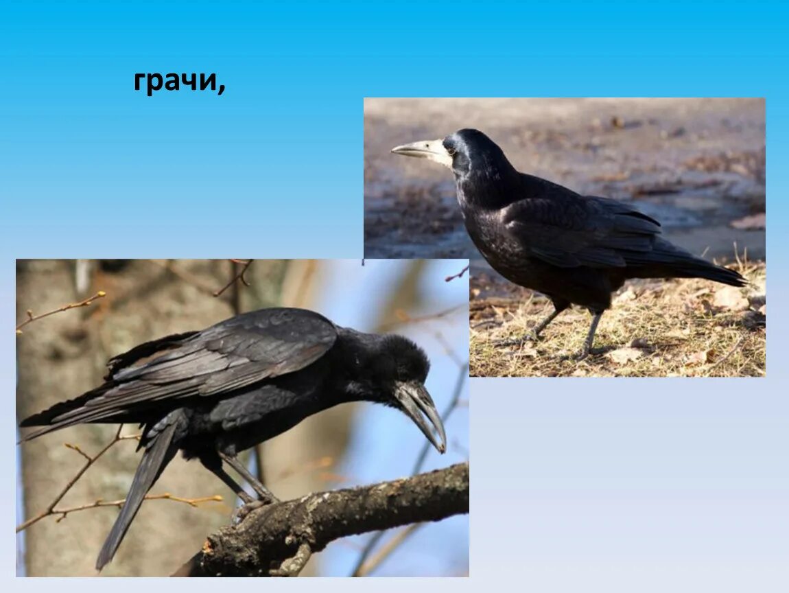 Грач Перелетная птица. Вороны перелетные птицы. Грачи в Москве. Грач размеры птицы