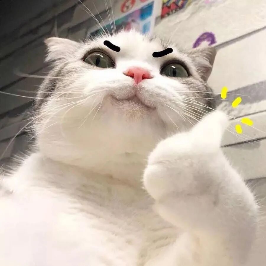 Cat meme