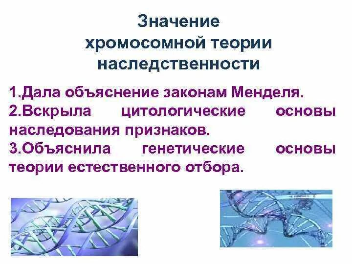 Назовите основные положения хромосомной теории наследственности. Хромосомная теория наследственности. значение хромосомной теории наследственности. значение хромосомной теории моргана. хромосомная теория наследственности моргана.