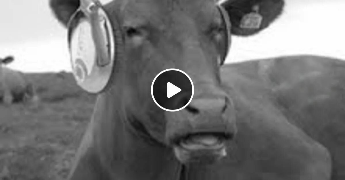 Now cow