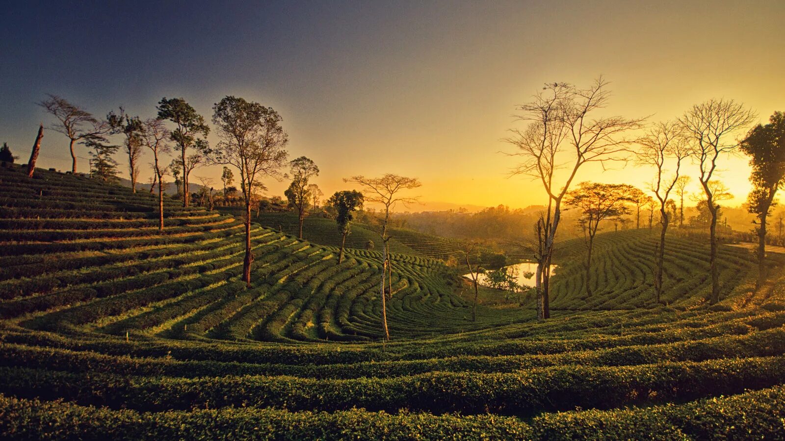 Шри ланка специализация. Шри Ланка чайные плантации. Цейлонские плантации Шри Ланка. Чайные плантации Шри Ланки. Шри Ланка плантации чая.