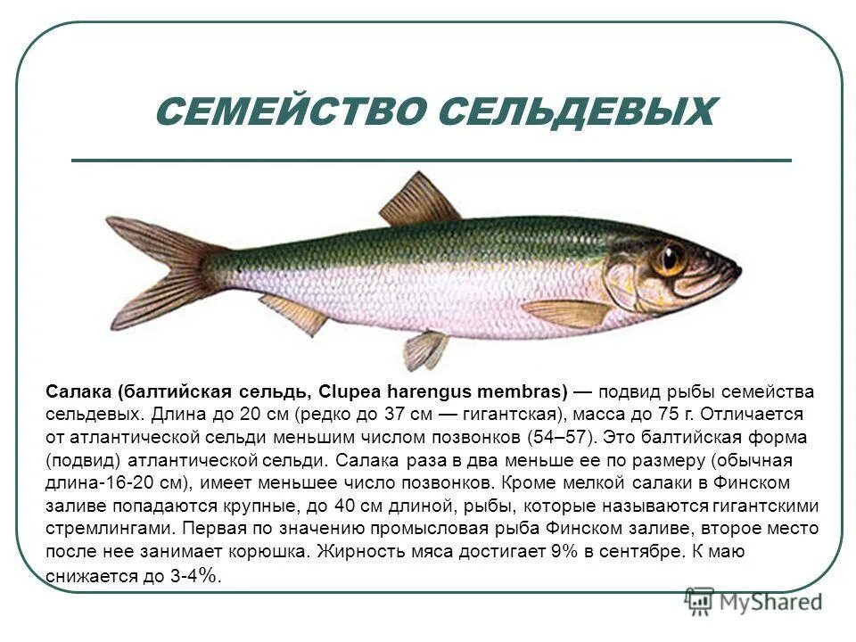 Сельдеобразные салака. Семейство сельдевых презентация. Сельдеобразные анчоус. Характеристика сельдевых рыб. Рыба семейства сельдевых и названия.