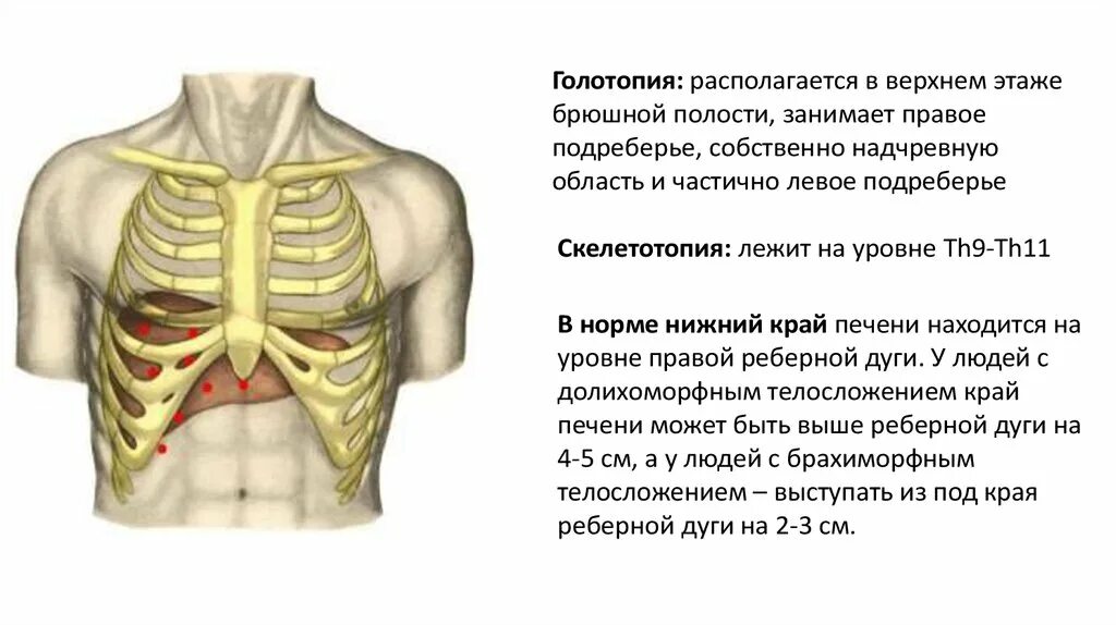 Печень у края реберной. Печень скелетотопия голотопия. Скелетотопия печени анатомия. Топография печени голотопия. Скелетотопия печени топографическая анатомия.