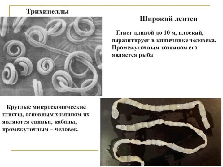 Широкий лентец какой. Ленточный червь лентец. ленточные черви широкий лентец. широкий лентец у человека.
