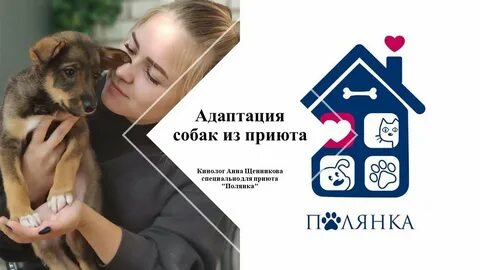 Адаптация собаки