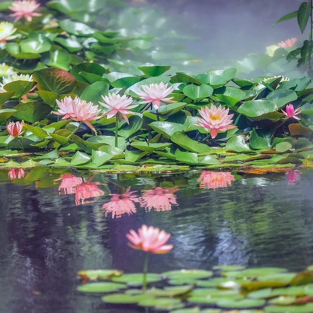 Сцены с лотосами на воде. Буйко кувшинки. Лотос кувшинка кубышка. Пруд с лотосами. Пруд с кувшинками.