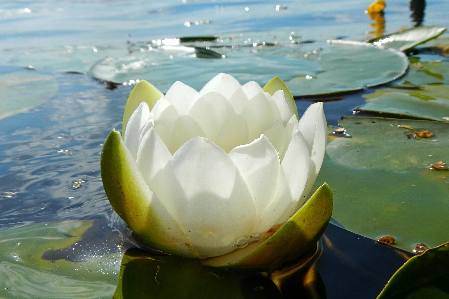 Какие растения в воде. Кувшинка белая водяная Лилия. Кувшинка белая (Nymphaea Alba). Кувшинка белая (водяная Лилия) или белая Лилия. Кувшинка белоснежная (Nymphaea Candida).