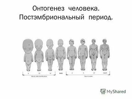 Закономерности постэмбрионального периода онтогенеза человека