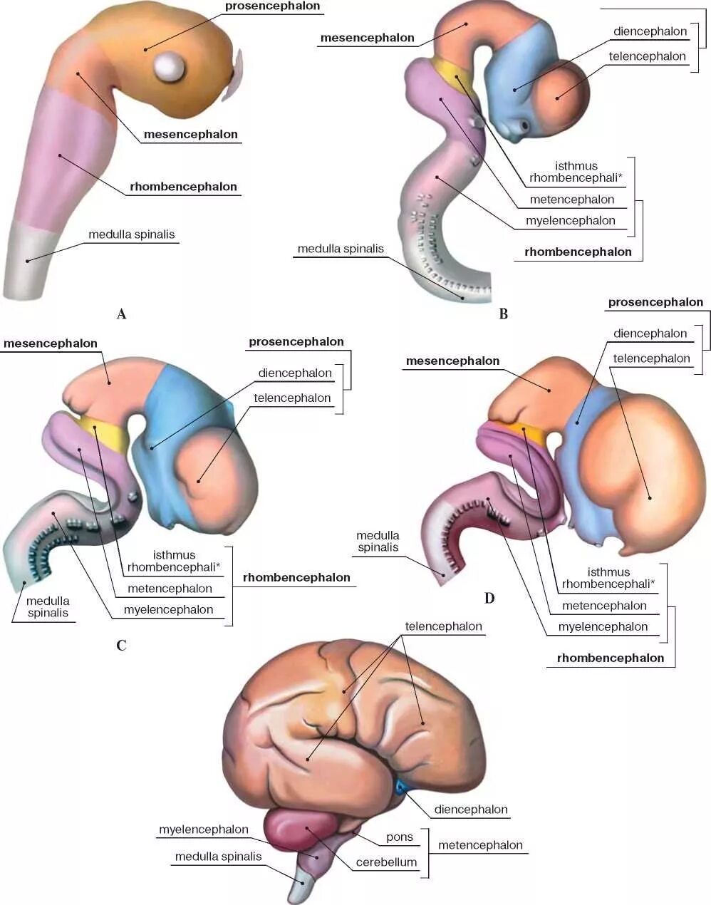 Стадии развития головного мозга человека анатомия. Источники эмбрионального развития головного мозга. Схему развития головного мозга человека. Эмбриогенез головного мозга схема.