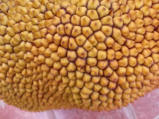 Орех маньчжурский(juglans mandshurica maxim). Фундук зеленый. Липкий плод. Момордика кохинхинская. Орех гибридный ланкастерский.