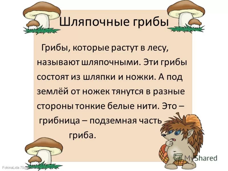 Шляпочные грибы состоят из шляпки