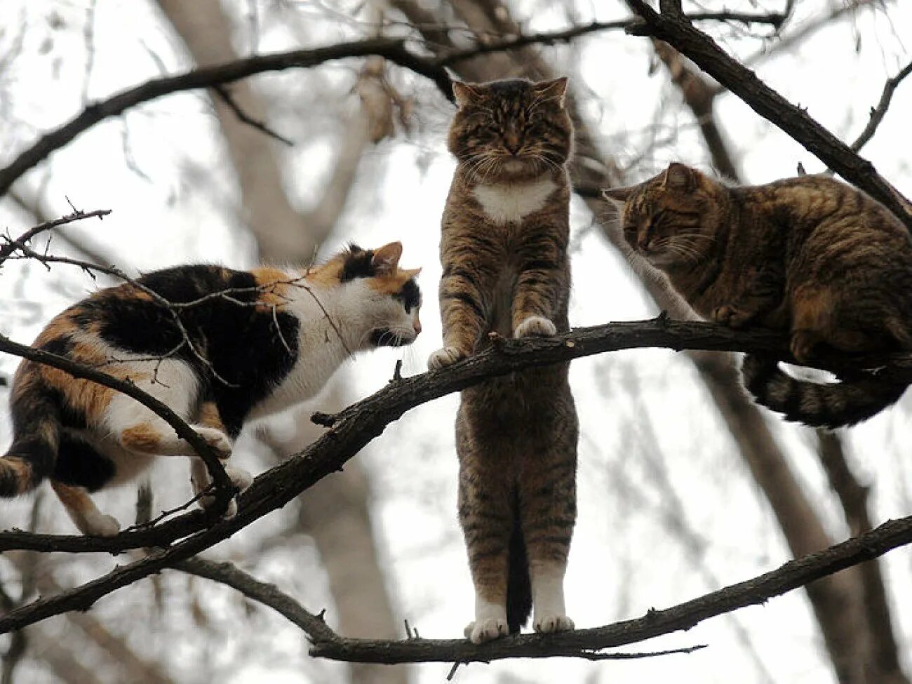 Мартовская кошка. Марты кот. Мартовский кот. Кошки весной. Мартовский кот.