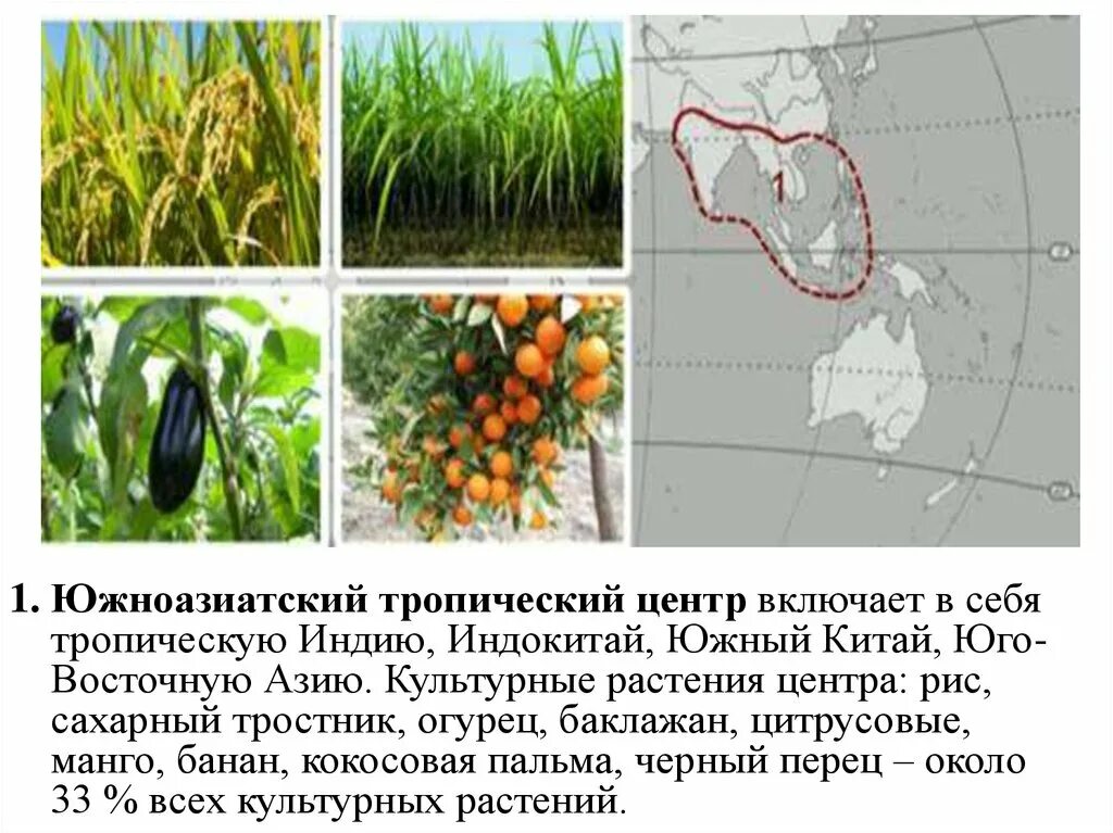 Юго западноазиатский центр происхождения культурных. Индонезийско-Индокитайский центр происхождения культурных растений. Южноазиатский тропический центр происхождения культурных растений. Южноазиатский тропический центр культурные растения. Презентация центры происхождения растений.