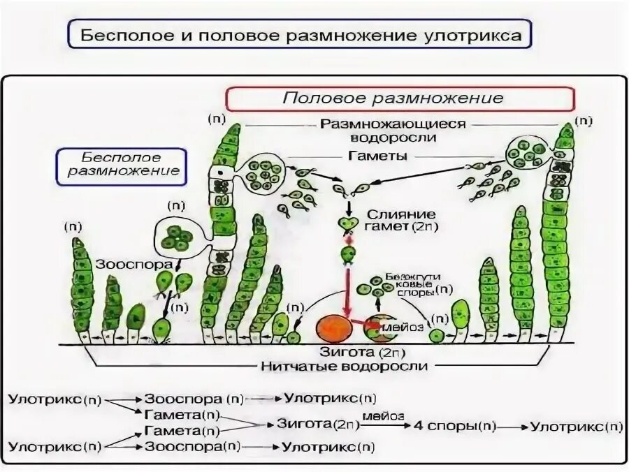 Улотрикс среда обитания