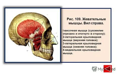 Латеральная крыловидная мышца латынь