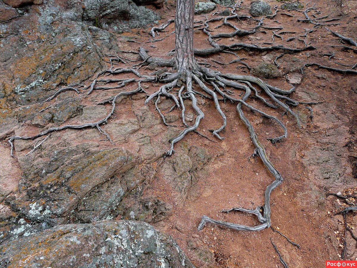 Камни в корнях деревьев