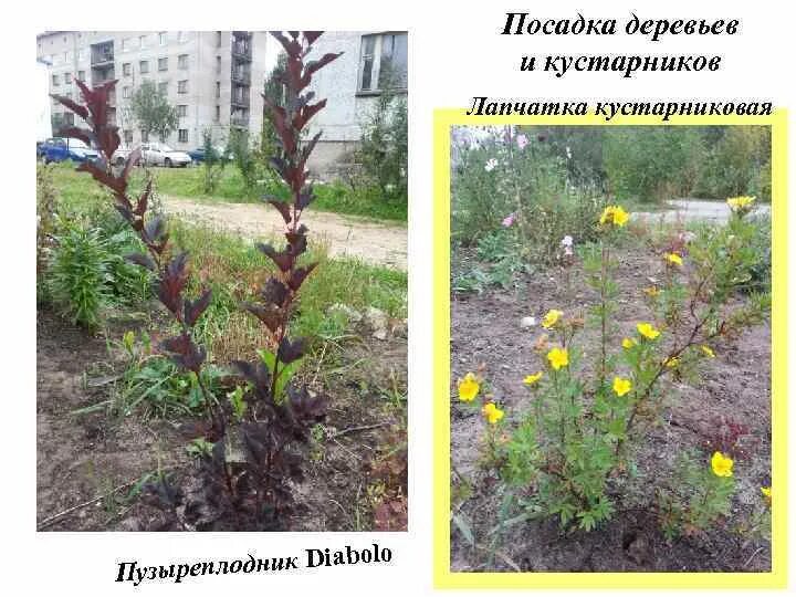 Когда обрезать лапчатку кустарниковую