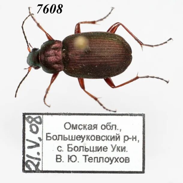 Краткое содержание жучки