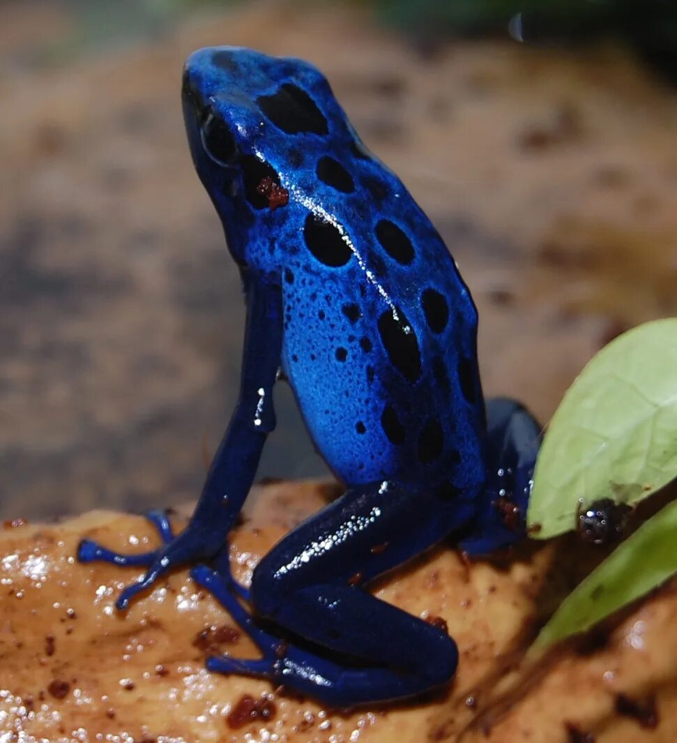 Пятнистый древолаз. Самое ядовитое животное на земле. Самое ядовитое существо на земле. Лягушка голубой древолаз. Синекольчатый осьминог австралия.