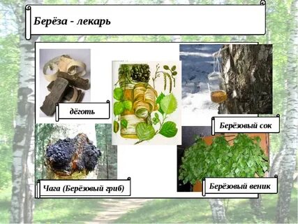 Питание березы
