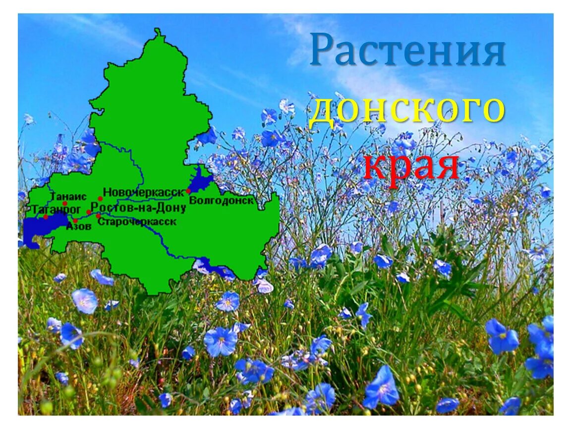 Простейшие ростовской области. Растительность Ростовской области. Растения Донского края для детей. Растения и животные Донского края. Разнообразие природы Ростовской области.