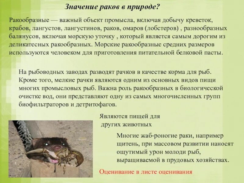 Значение речного рака. Значение ракообразных в природе. Роль ракообразных в природе. Многообразие ракообразных и их роль в природе. Класс ракообразные значение.