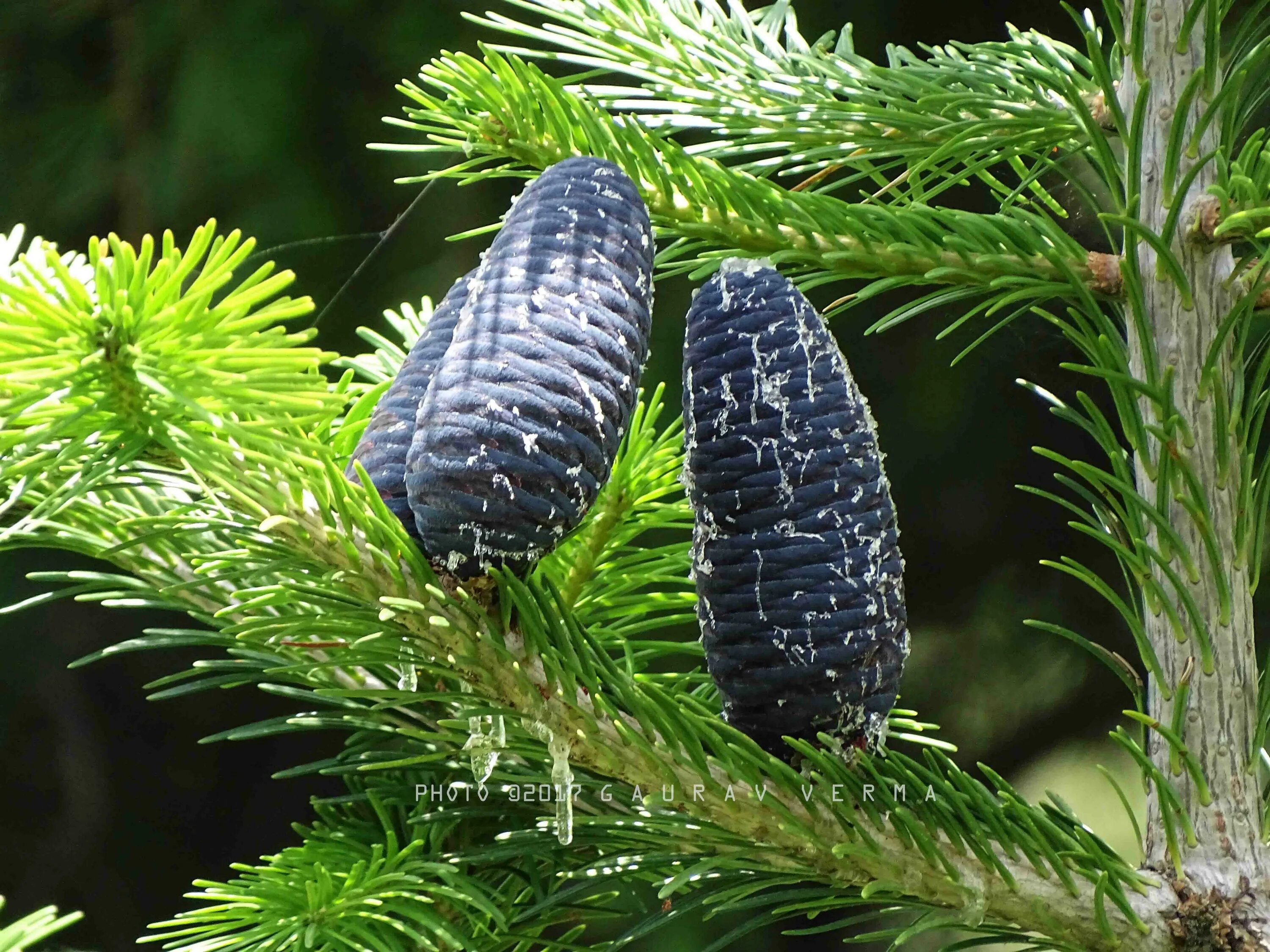 Сорта ели черной. Abies pindrow. Пихта черная цельнолистная. Пихта Нумидийская Abies numidica. Пихта гималайская.