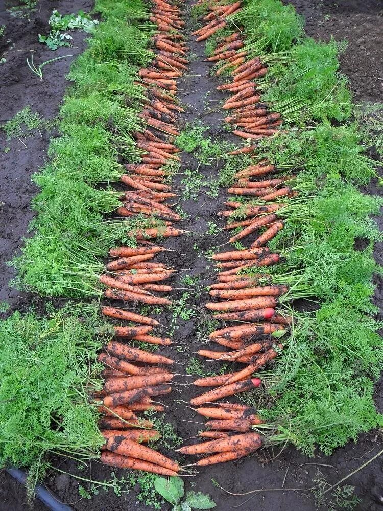 Как вырастить хороший урожай моркови