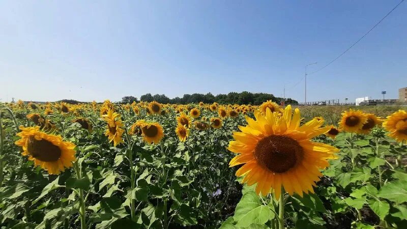 подсолнуховое поле саратовская область. подсолнухи в палисаднике. подсолнух щербинка. цветки подсолнуха язычковые. магазин подсолнух смоленск.