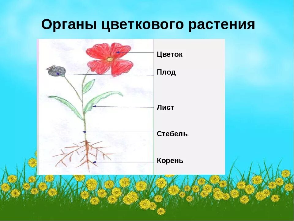 Схема частей растений корень стебель ..... Органы цветковых растений. Цветковое растение и его органы. Строение цветковых растений. Назовите органов цветковых растений